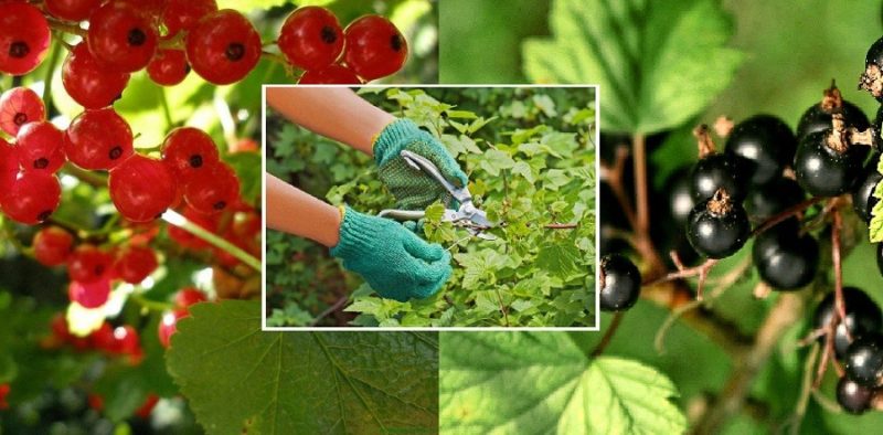 How and what to feed currants after harvesting in July