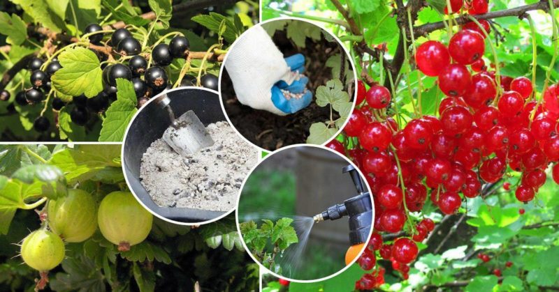 How and what to feed currants after harvesting in July
