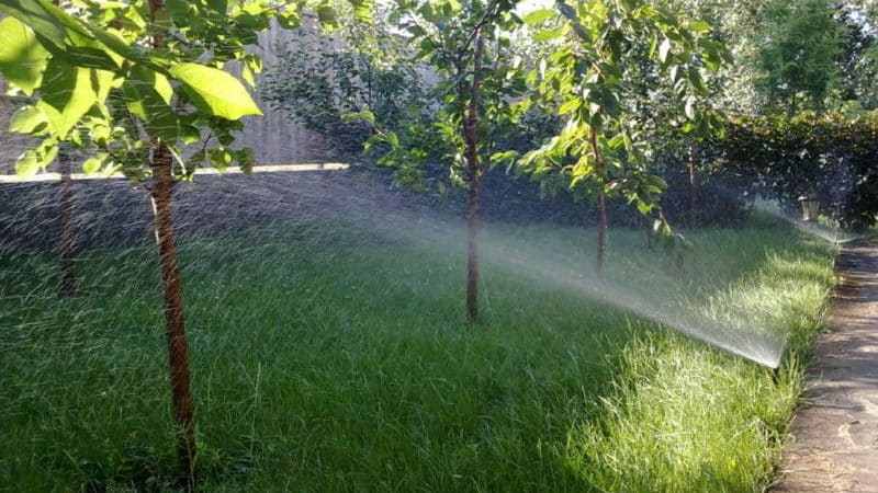 How to properly water cherries in summer: instructions for novice gardeners