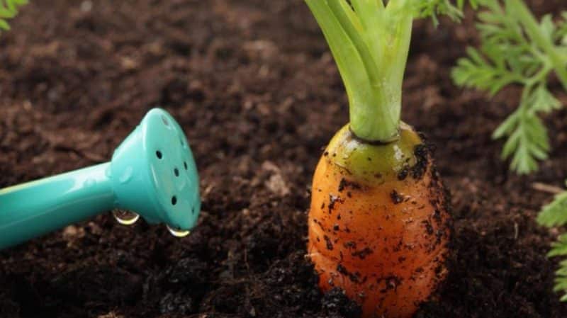 Instructions for watering carrots in August in open ground for beginner gardeners