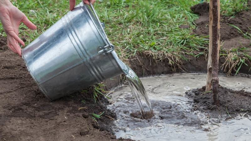 How to properly water cherries in summer: instructions for novice gardeners