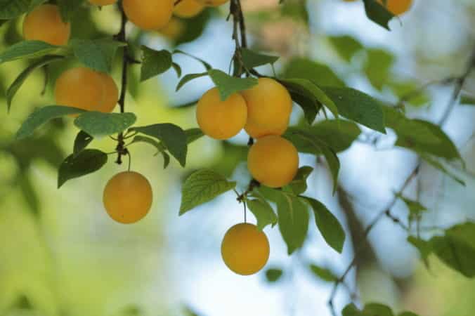 Rules for propagating cherry plum cuttings in summer and stages of growing a tree from a twig