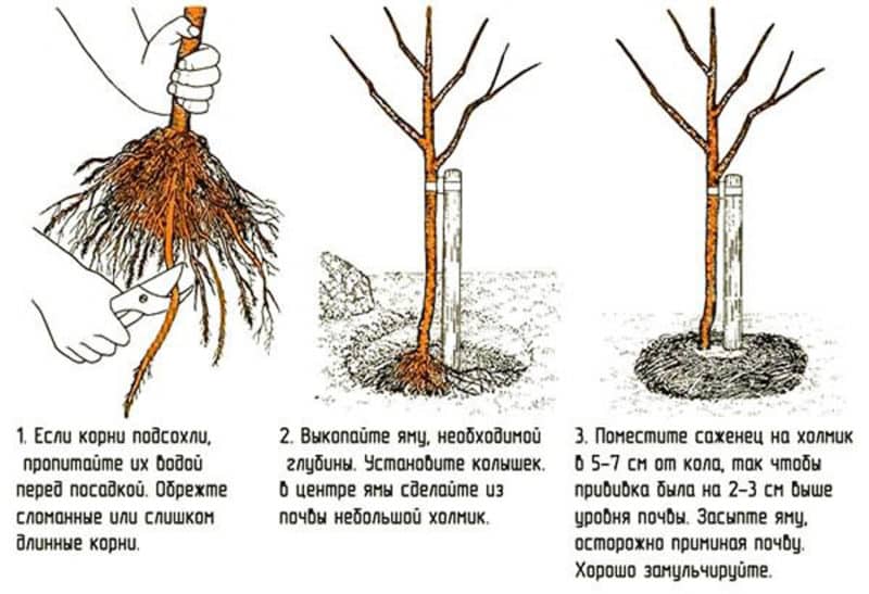 Step-by-step guide to planting a closed-root apple tree in summer