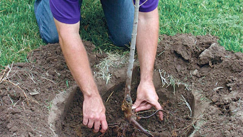 Step-by-step guide to planting a closed-root apple tree in summer