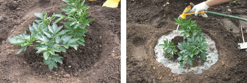 Step-by-step instructions for planting peonies in the ground in summer for beginning gardeners