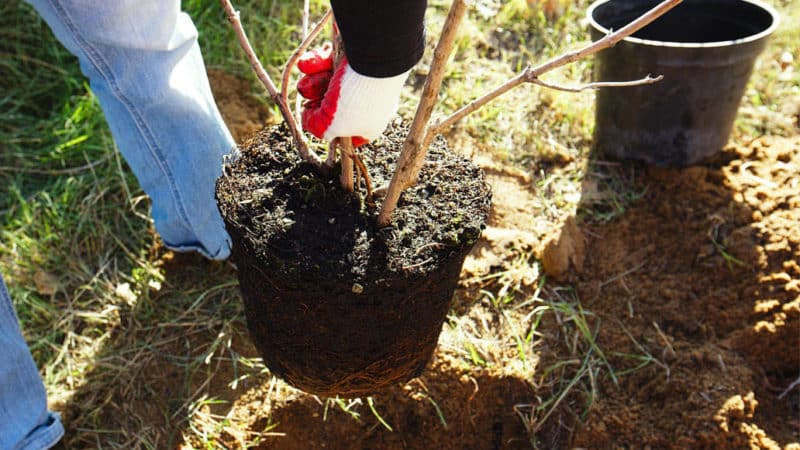 Step-by-step guide to planting a closed-root apple tree in summer