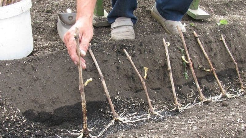 When (in what month) and how to plant grapes from cuttings