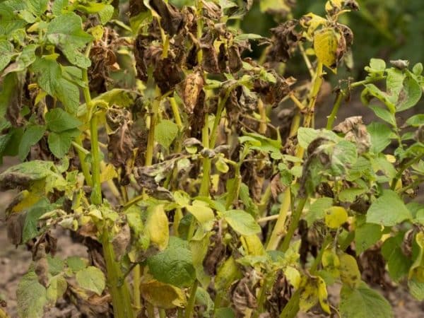 Reasons for tops drying out and whether potatoes grow after this