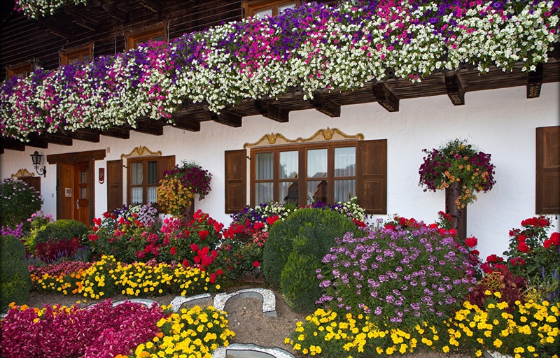 Review of popular varieties of petunia from the Opera series and their characteristics