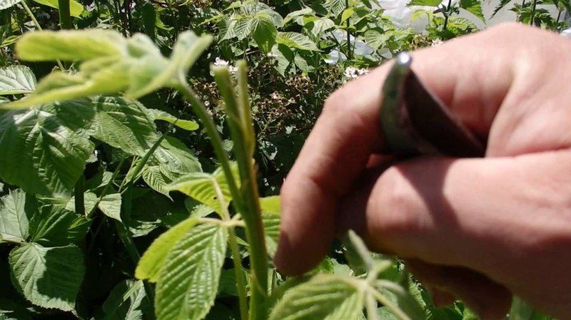 How to pinch remontant raspberries in the summer and is this procedure necessary?