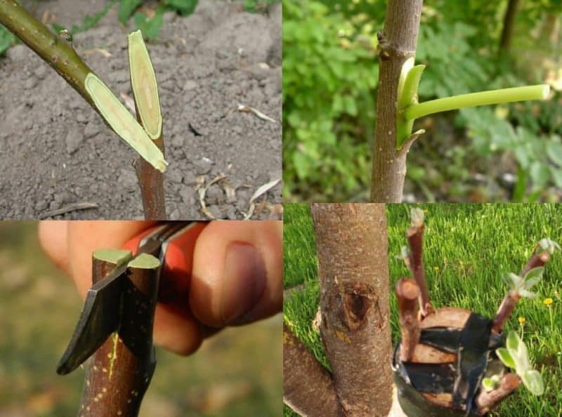 Instructions for gardeners: grafting an apple tree in the summer with fresh branches in stages in different ways