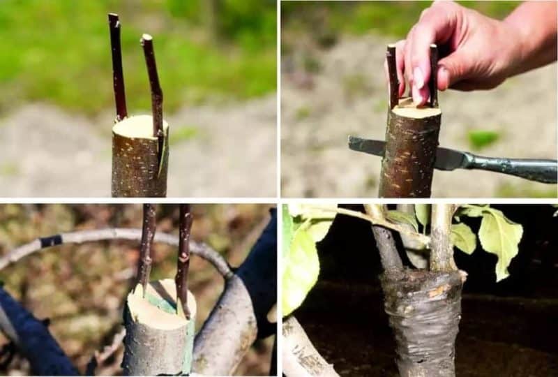 Instructions for gardeners: grafting an apple tree in the summer with fresh branches in stages in different ways