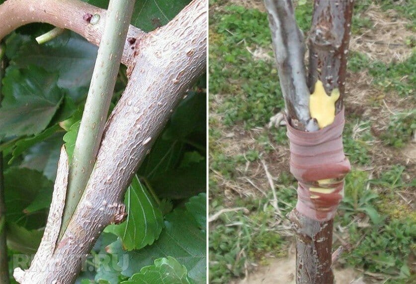 Instructions for gardeners: grafting an apple tree in the summer with fresh branches in stages in different ways