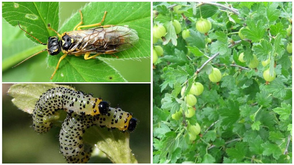 A pest dangerous to the crop - the gooseberry sawfly and methods for effectively combating it