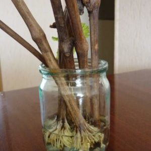 When (in what month) and how to plant grapes from cuttings
