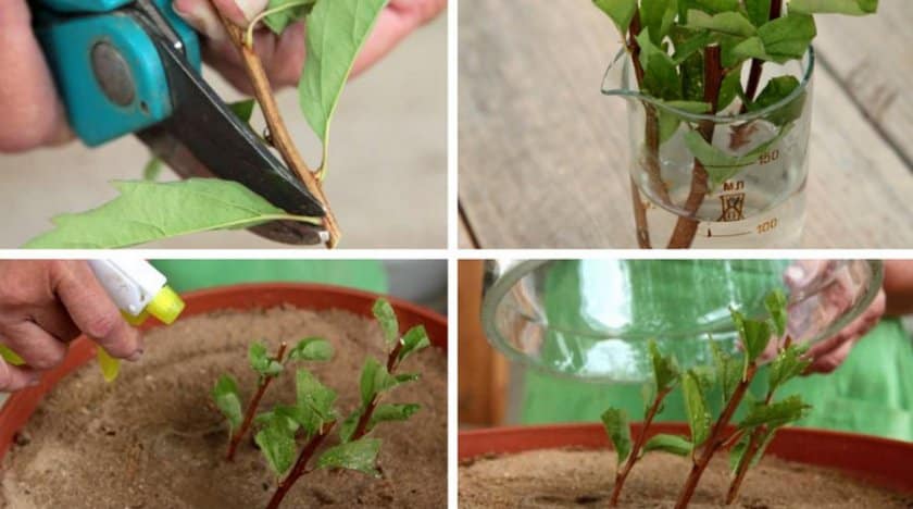 Propagation of spirea by cuttings in the summer for beginners: rooting methods and further actions