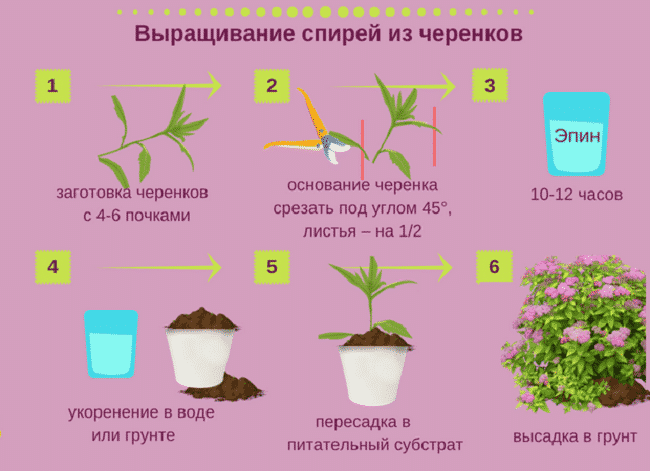 Propagation of spirea by cuttings in the summer for beginners: rooting methods and further actions