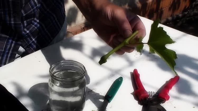 Guide to propagating grapes from green cuttings in summer