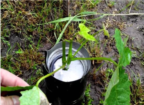 Guide to propagating grapes from green cuttings in summer