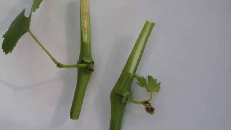 Guide to propagating grapes from green cuttings in summer