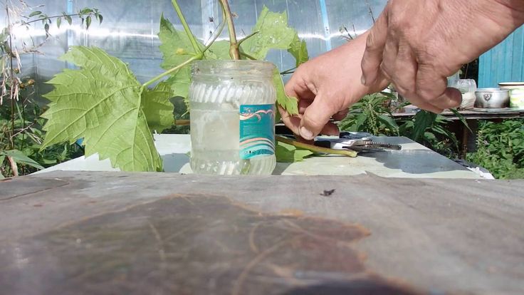 Guide to propagating grapes from green cuttings in summer