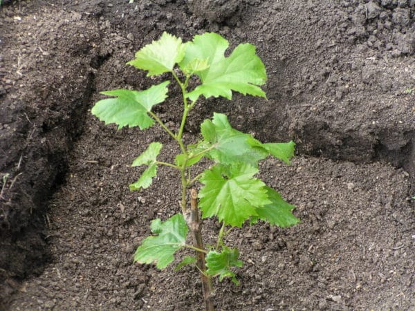 Guide to propagating grapes from green cuttings in summer