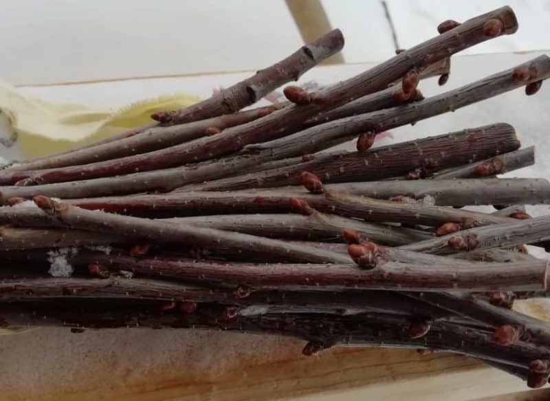 Step-by-step instructions for cutting cherry trees in the summer with your own hands