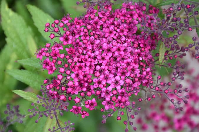 Propagation of spirea by cuttings in the summer for beginners: rooting methods and further actions