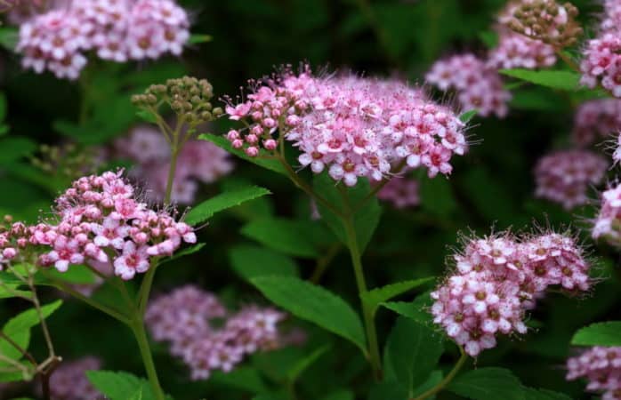 Propagation of spirea by cuttings in the summer for beginners: rooting methods and further actions
