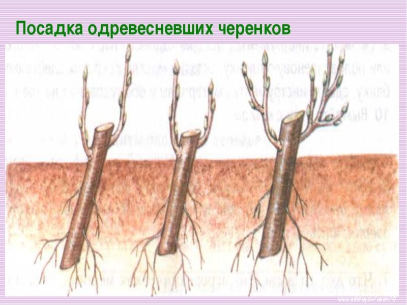 Methods for propagating peach by cuttings in summer: instructions and useful tips