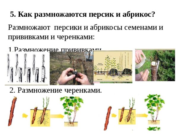 Methods for propagating peach by cuttings in summer: instructions and useful tips