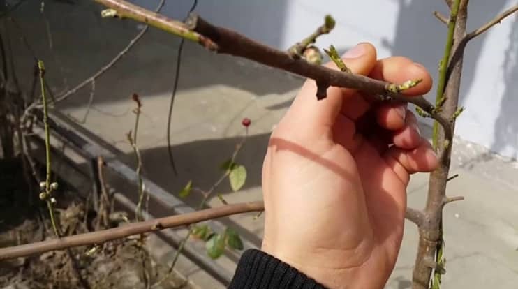 Methods for propagating peach by cuttings in summer: instructions and useful tips