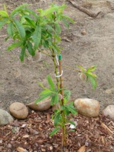 Methods for propagating peach by cuttings in summer: instructions and useful tips