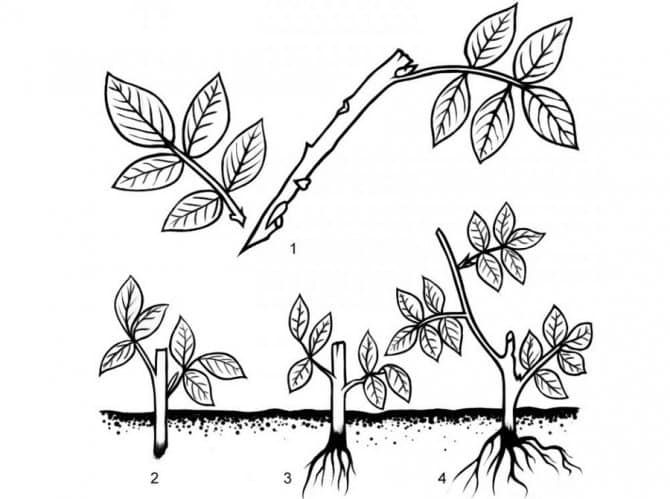 When and how to propagate rose hips by cuttings in the summer correctly