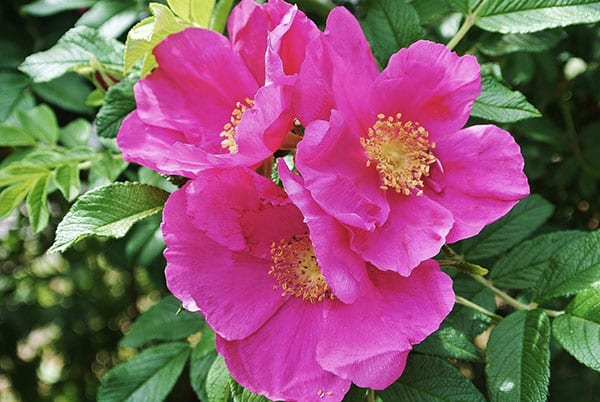 When and how to propagate rose hips by cuttings in the summer correctly