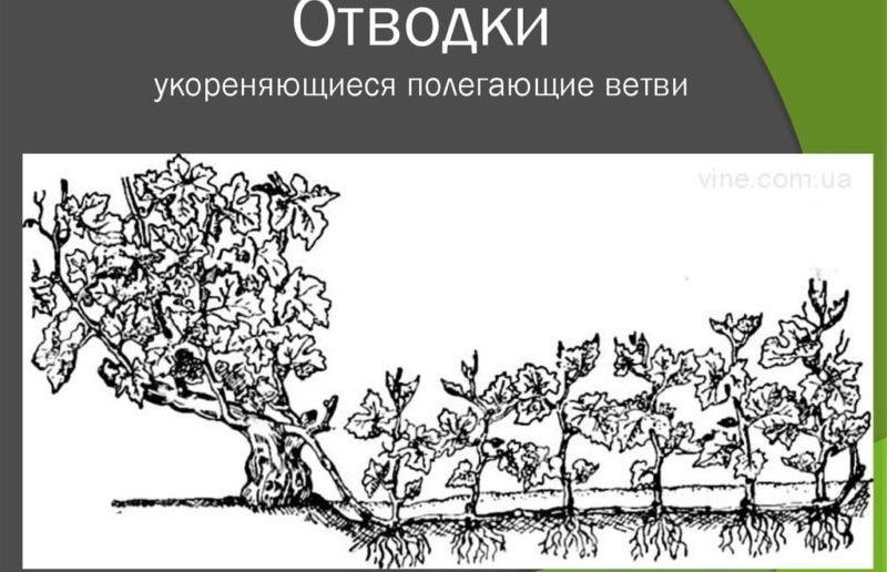 Instructions for beginning winegrowers: how to propagate grapes by layering in the summer