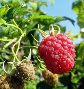 How to pinch remontant raspberries in the summer and is this procedure necessary?
