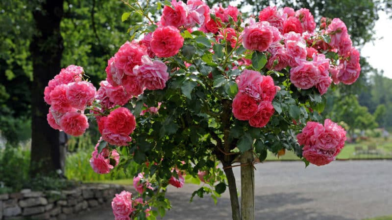 The best winter-hardy varieties of climbing roses that bloom all summer