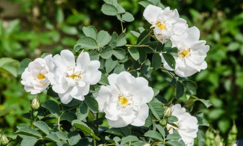 The best winter-hardy varieties of roses that bloom all summer and features of their cultivation