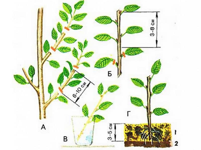 A guide to cutting cherry trees in summer: from choosing cuttings to caring for a new tree