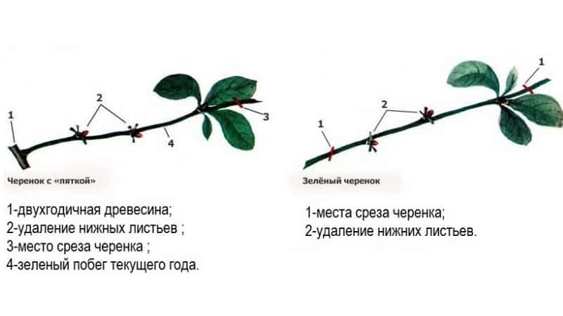A guide to cutting cherry trees in summer: from choosing cuttings to caring for a new tree