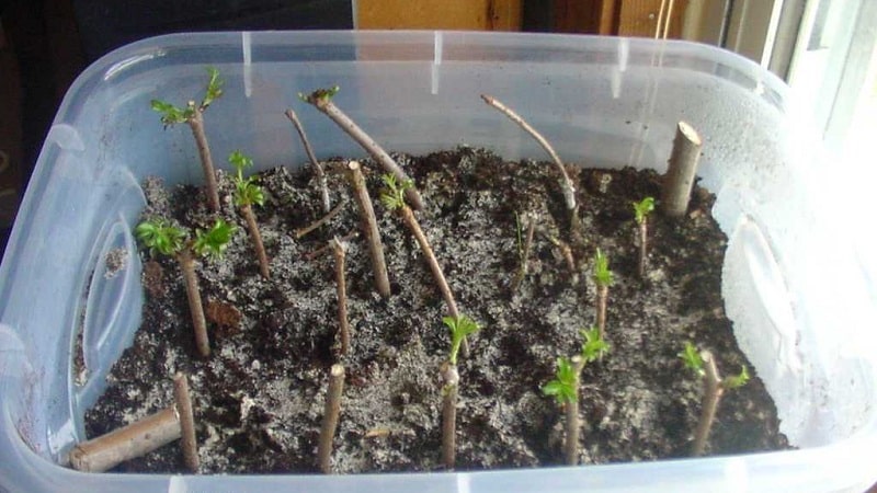 A guide to cutting cherry trees in summer: from choosing cuttings to caring for a new tree