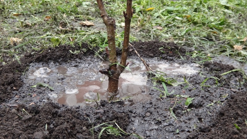 A guide to proper watering of peach trees in summer for beginner gardeners