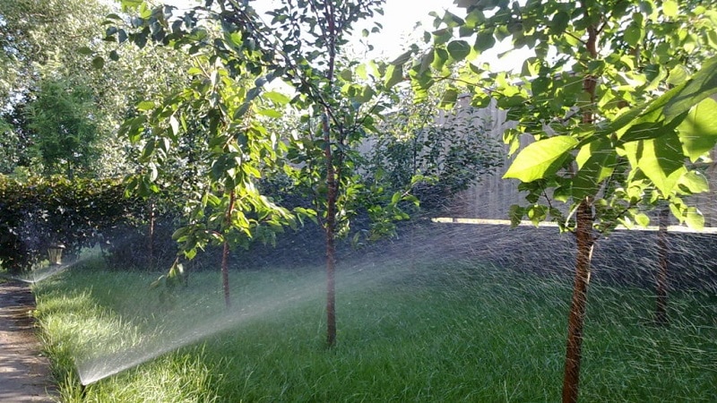 A guide to proper watering of peach trees in summer for beginner gardeners