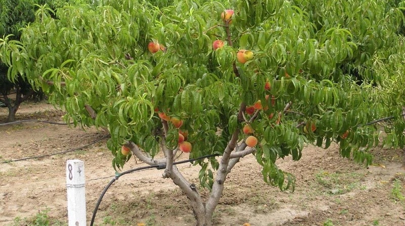 A guide to proper watering of peach trees in summer for beginner gardeners