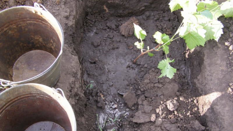 Step-by-step instructions for planting grape seedlings in the summer for beginning winegrowers