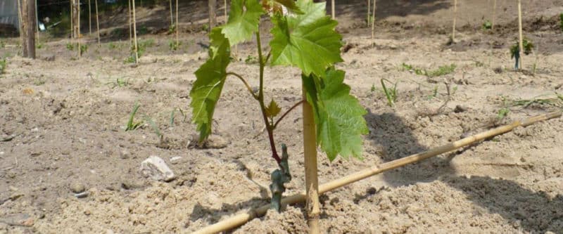Step-by-step instructions for planting grape seedlings in the summer for beginning winegrowers