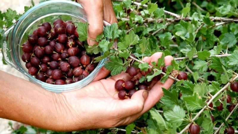 When do gooseberries ripen and how to determine the degree of its ripeness