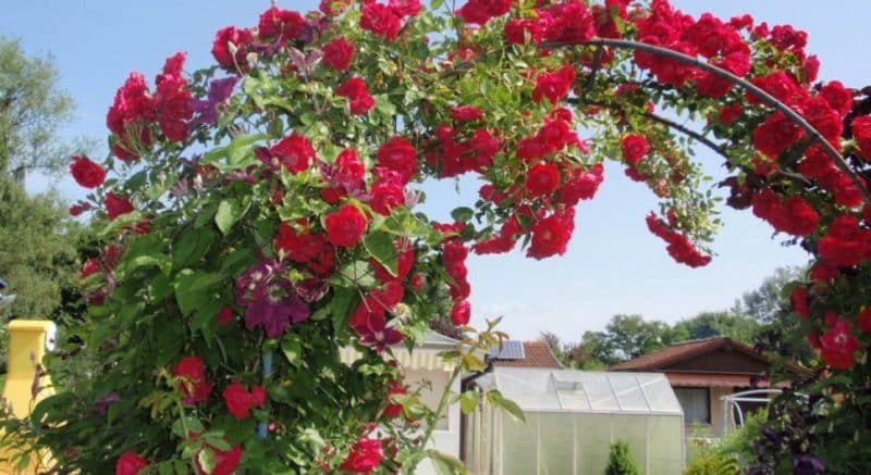 The best winter-hardy varieties of climbing roses that bloom all summer
