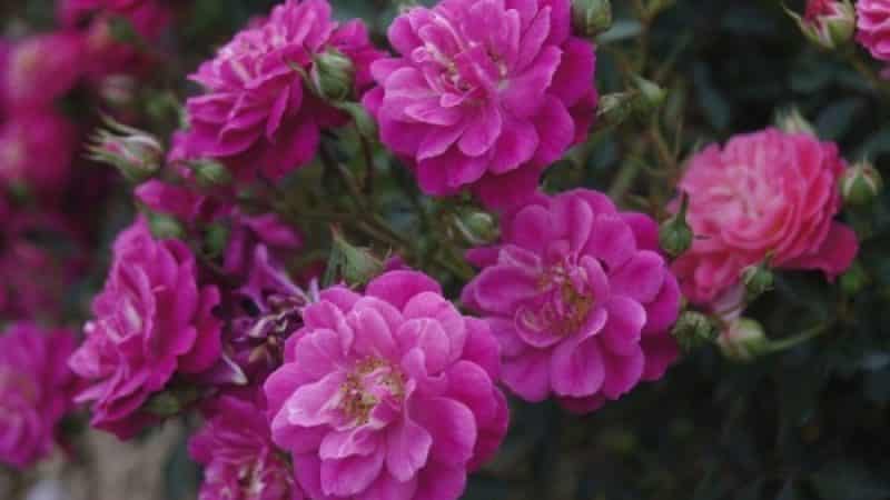 The best winter-hardy varieties of roses that bloom all summer and features of their cultivation